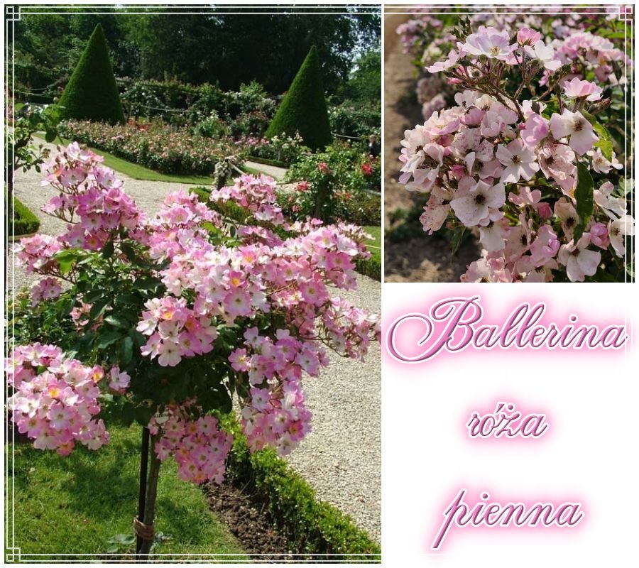 Ballerina róża pienna